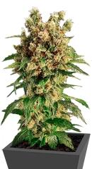 California Hash Plant fem (Dinafem Seeds)