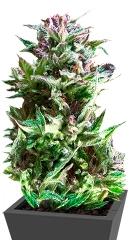 Forest Dream fem (Dutch Passion)