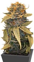 Lost Coast OG fem (Humboldt Seeds)