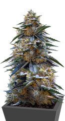 Tahoe Cure fem (Pyramid Seeds) семена конопли