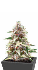 The New fem (Humboldt Seeds)