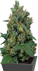 Vanilla Kush fem (Barney's Farm)