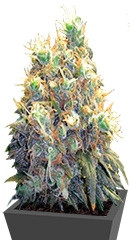 Bubblelicious fem (Nirvana Seeds)