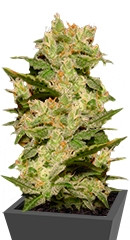 Auto Jack fem (Paradise Seeds)