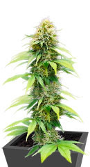 Auto CBG-Force fem (Dutch Passion)