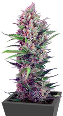 Cream Mandarine F1 Fast Version fem (Sweet Seeds)