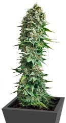 Fruit Spirit fem (RQS)