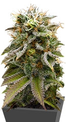 Lemon Thai Kush fem (Humboldt Seeds)