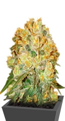 Marmalate regular (Delicious Seeds)