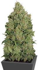 NYC Diesel Auto fem (Barney's Farm)