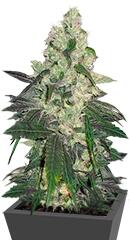 Sweet Deep Grapefruit fem (Dinafem Seeds)