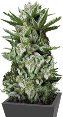 Sweet Madness fem (Trikoma Seeds)