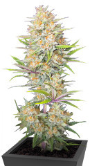 Z-Up Auto fem (FastBuds) семена конопли