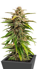 Wedding Crasher Auto fem (High Speed ​​Buds)