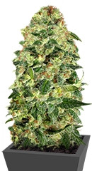 Auto California Kush fem (00 Seeds)