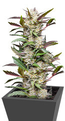 Auto Mimosa Punch fem (Dutch Passion)