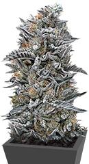 Black D.O.G. fem (Humboldt Seeds)