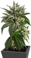 Blue Critical Autoflowering fem (Dinafem Seeds)