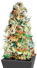 Delhi Friend fem (Dr. Krippling Seeds)