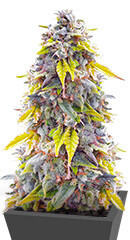 Ghost Train Haze fem (Seedkeepers)