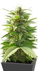 Mr. Bubble regular (TH Seeds)