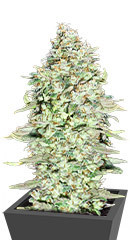 OG Kush S.F.V. fem (Advanced Seeds)