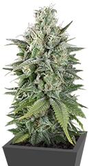 UK Cheese Auto fem (Humboldt Seeds)