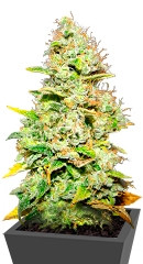 White Widow fem (Medical Seeds)