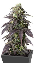 707 Headband fem (Humboldt Seeds)