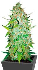 Auto Ak fem (Bulk Seed Bank)