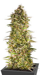 Do-Si-Dos Cookies fem (00 Seeds)