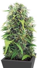 Auto Northern Light fem (Bulk Seed Bank)