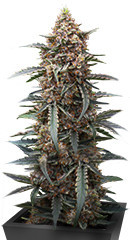 Orange Apricot Glue XL Auto fem (Sweet Seeds) семена конопли