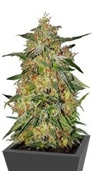 Royal Highness fem (RQS)