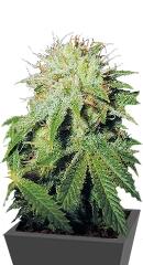 Stinky Pinky regular (TH Seeds)