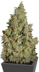 Tangerine Dream fem (Barney's Farm)