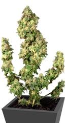 Ultra Skunk fem (Dutch Passion)