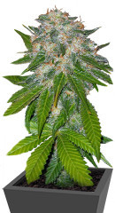 8 Ball Kush fem (Barney's Farm)