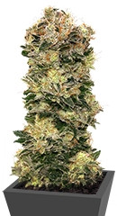 Auto Sweet Somango (Soma) fem (00 Seeds)