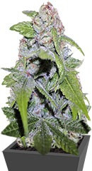 CBD Cherry Kush fem (Sumo Seeds)