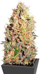 Crazy Miss Hyde fem (Samsara Seeds)