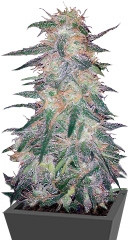 Holy Grail 69 fem (Samsara Seeds)