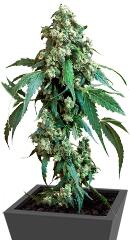 Jack Flash #5 fem (Sensi Seeds)