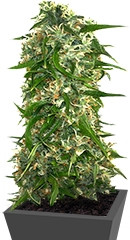 Malana Bomb Auto fem (Barney's Farm)