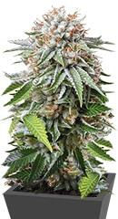 Mango Sapphire fem (Humboldt Seeds)