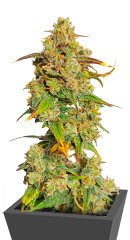 Original Glue Auto fem (Nirvana Seeds)