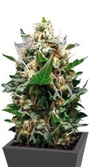 Royal Medic CBD fem (RQS)