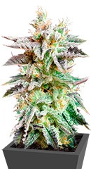 Sugar Black Rose fem (Delicious Seeds)