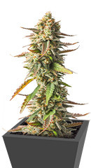 Strawberry Chemdawg OG fem (Dutch Passion)