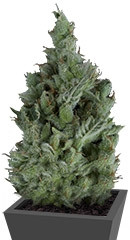 Wendy Auto fem (Trikoma Seeds)